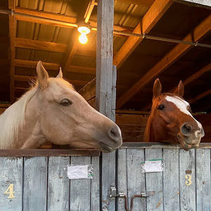 Meet your Posher, Anna